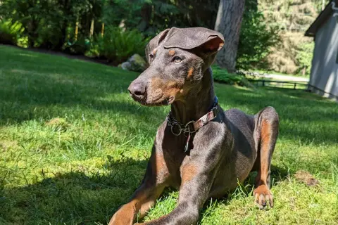 Elegancki doberman niebieski leży na trawie, ciesząc się słońcem.