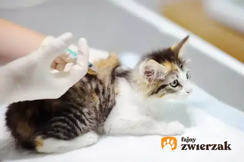 Mały kotek dostaje szczepienie. Dowiedz się, ile kosztuje szczepienie kota, aby zapewnić mu zdrowie.