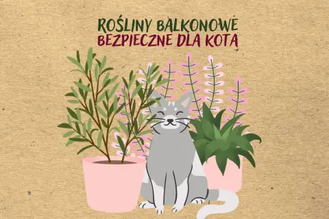Uśmiechnięty kotek wśród roślin balkonowych bezpiecznych dla kota. Zielone i różowe kwiaty w doniczkach.