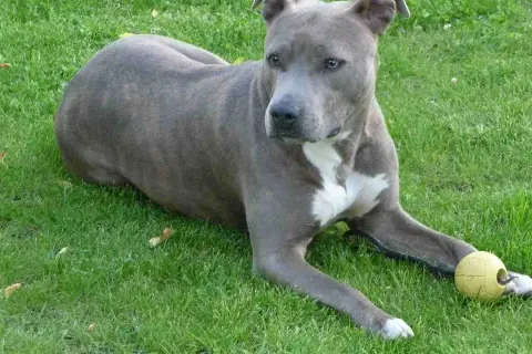 Amstaff groźny, ale z piłeczką w łapach. Pies leży na trawie, czujnie obserwując otoczenie.