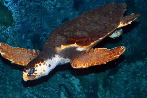 Oceanarium Kopenhaga – Niezapomniane atrakcje i praktyczne informacje