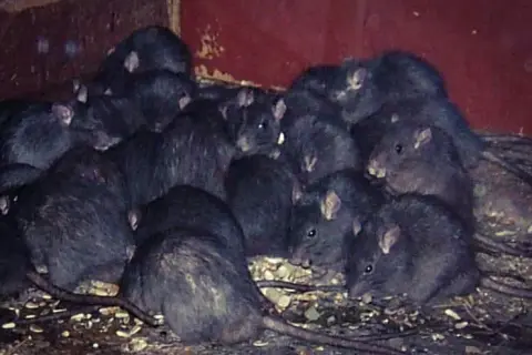 Jak często rozmnażają się szczury? Zaskakujące fakty o ich cyklu rozrodczym