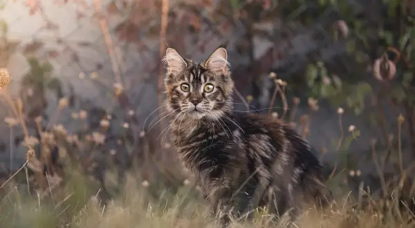 Piękny kot maine coon, jego cena może być wysoka, ale warto. Wśród traw i kwiatów.