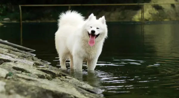 Uśmiechnięty samoyed, którego radosny **samoyed charakter** widać w jego szerokim uśmiechu, stoi w wodzie.