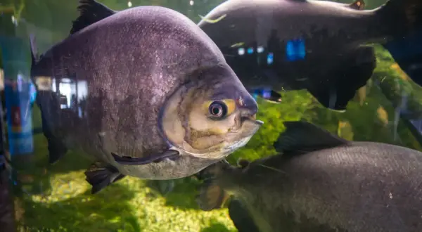 Duże ryby w akwarium w Oceanarium Mielno. Jedna z nich, o fioletowych łuskach, patrzy wprost na widza.