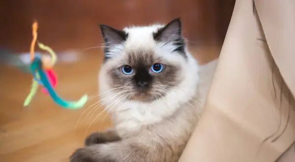 Uroczy ragdoll krótkowłosy z niebieskimi oczami leży na podłodze obok kolorowej zabawki.