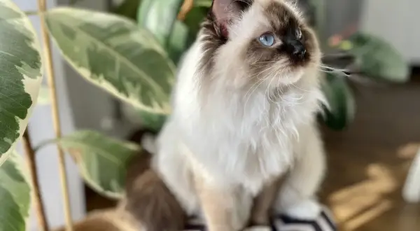 Piękny kot rasy Ragdoll z niebieskimi oczami siedzi obok rośliny. Zastanawiasz się, ile kosztuje Ragdoll?