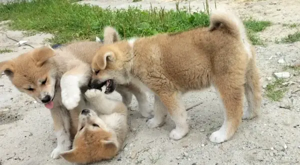 Trzy szczenięta rasy akita inu bawią się na piasku. Zastanawiasz się nad akita inu cena?
