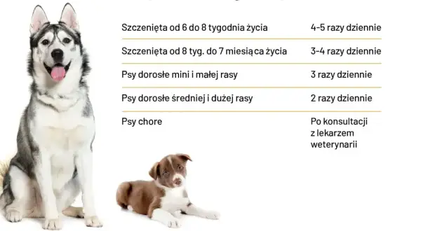 Tabela informuje, ile razy dziennie karmić psa: szczenięta 4-5 razy, dorosłe psy małych ras 3 razy, duże rasy 2 razy, chore po konsultacji z weterynarzem.