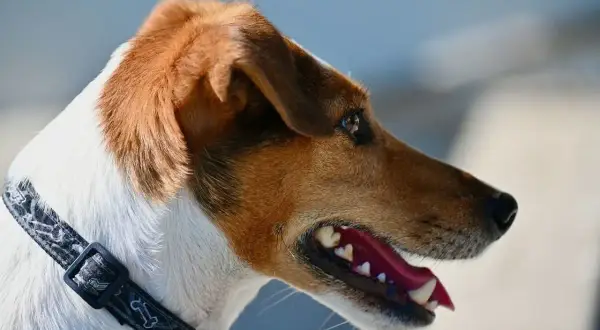 Portret wesołego jack russell teriera tricolor z otwartym pyskiem i błyszczącymi oczami.