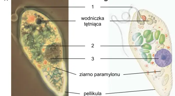 Jak rozmnażają się protisty? Odkryj fascynujące metody ich reprodukcji