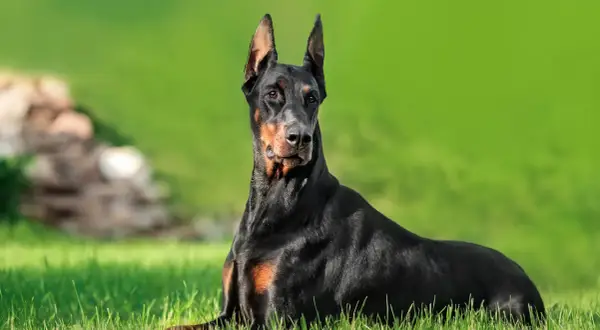 Czarny doberman leży na trawie, jego czujny wzrok i postawa odzwierciedlają jego charakter.