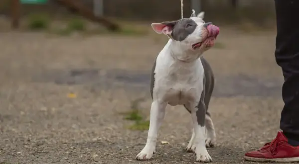 Uroczy amstaff miniaturka na smyczy, oblizuje pyszczek, patrząc na swojego pana.