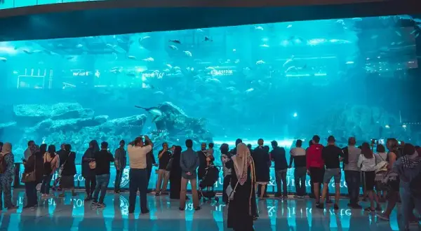 Oceanarium w Dubaju - atrakcje, ceny biletów i godziny otwarcia