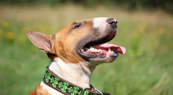 Bull terrier, pies o charakterystycznym wyglądzie, z językiem na wierzchu, w zielonej obroży.