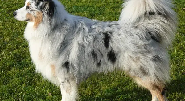 Piękny australijski pies pasterski w kolorze blue merle stoi na zielonej trawie, z puszystym ogonem i charakterystycznym umaszczeniem.