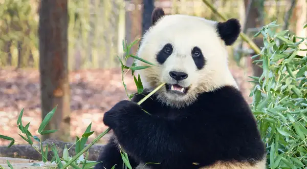 Panda zajada świeży bambus, swój ulubiony przysmak. Wesoło chrupie zielone pędy, otoczona gęstą roślinnością.