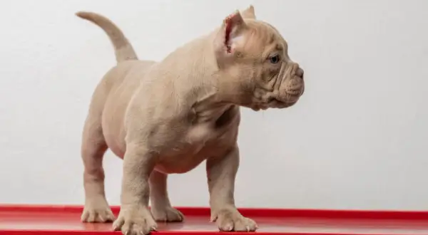 Uroczy szczeniak american bully mini, z jasnym futerkiem i zmarszczkami na pyszczku, stoi na czerwonej powierzchni.