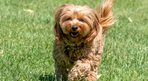 Wesoły cavapoo dorosły biegnie po zielonej trawie, machając puszystym ogonem.