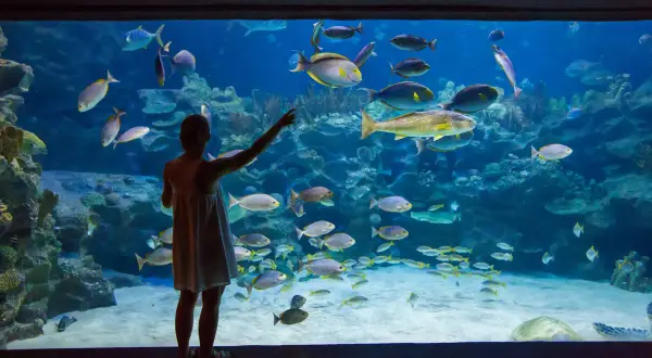 Dziewczynka zachwyca się podwodnym światem w oceanarium nad morzem, wskazując palcem na ławicę ryb.