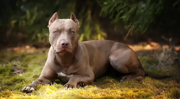 Potężny, brązowy pitbull miniaturka leży na trawie pod drzewem.