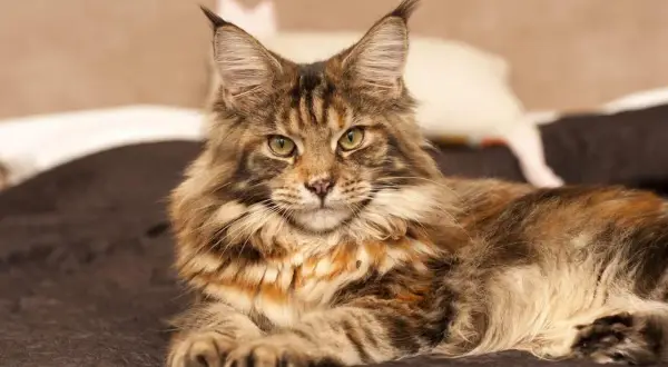 Majestatyczny maine coon, którego imponująca waga świadczy o jego rasie, leży na ciemnym tle.