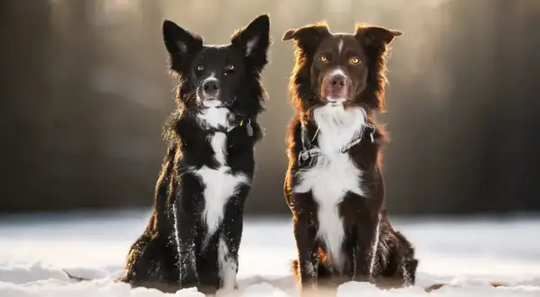 Dwa urocze psy rasy border collie miniaturka siedzą w śniegu, oświetlone ciepłym światłem.