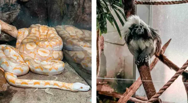 Oceanarium węgry - najlepsze atrakcje i tajemnice w Budapeszcie