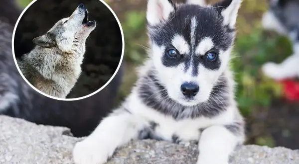Mały husky, przyszły wilk, patrzy z zaciekawieniem. Obok wilk wyjący do księżyca.
