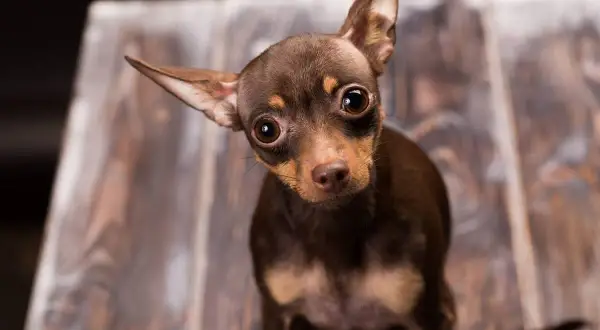 Urocza chihuahua miniaturka z wielkimi oczami spogląda z zaciekawieniem.