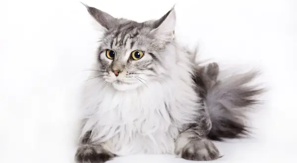 Piękny kot rasy Maine Coon, który może żyć nawet 15 lat, leży na białym tle.