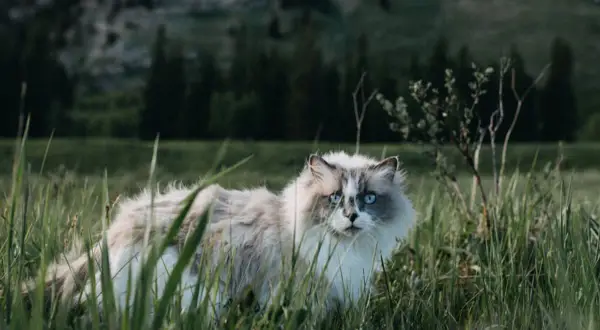 Puszysty kot z niebieskimi oczami w trawie. Czy ma 7 czy 9 żyć? To powiedzenie zna każdy.