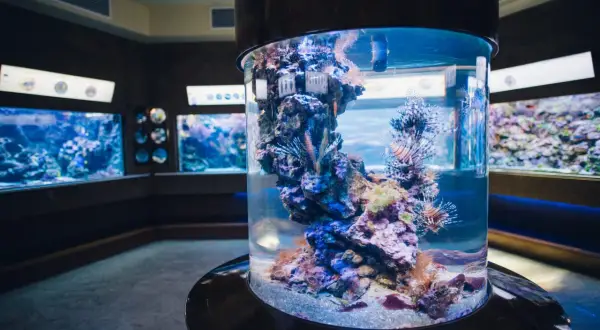 Kolorowe ryby w akwarium, idealne miejsce na zakup biletów do oceanarium.