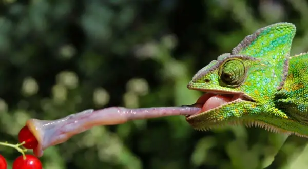 Zielony kameleon wyciąga długi, lepki język, by złapać czerwone jagody. Tak właśnie działa ten niezwykły gad, co je kameleon.