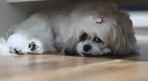 Uroczy shih tzu z kwiatkiem we włosach, leżący na podłodze. Zastanawiasz się, ile kosztuje shih tzu?