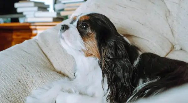 Spokojny pies do mieszkania, Cavalier King Charles Spaniel, leży na kanapie, zamyślony.