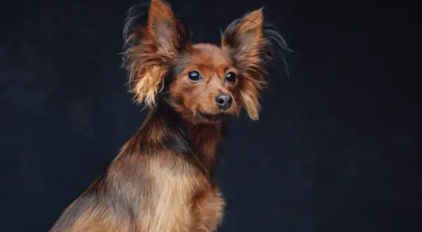 Rudy toy terrier z wielkimi uszami patrzy w bok na ciemnym tle.