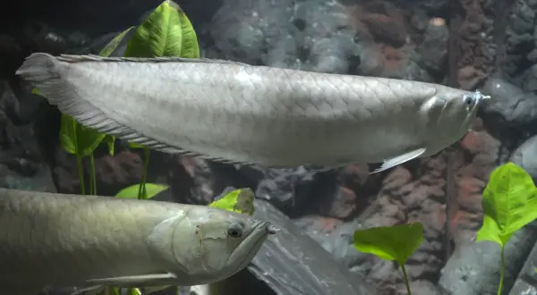 Dwa srebrzyste arowany pływają w akwarium w Oceanarium Toruń.