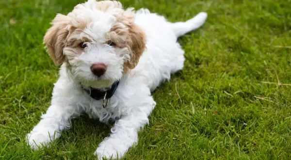 Uroczy szczeniak lagotto romagnolo leży na trawie. Zastanawiasz się nad lagotto romagnolo cena?
