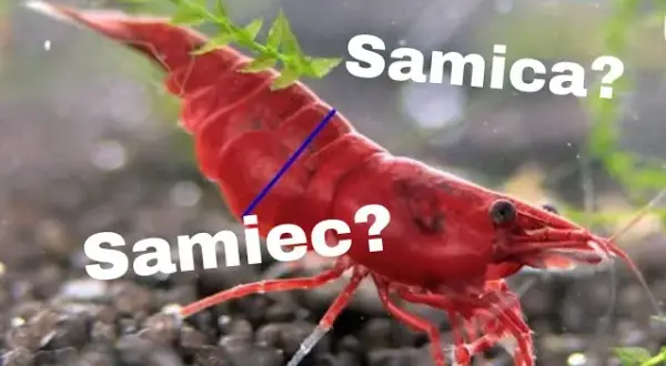 Jak rozmnażają się krewetki red cherry - proste sposoby na sukces w akwarium
