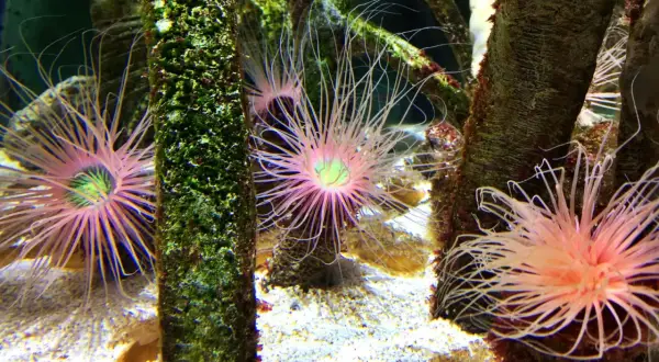 Oceanarium w Czechach: Fascynujące atrakcje i niezapomniane wrażenia
