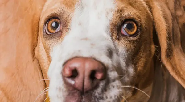 Zbliżenie na pysk psa rasy beagle. Widać jego brązowe oczy, jedno z nich jest lekko zaczerwienione, co może sugerować czerwone oko u psa.