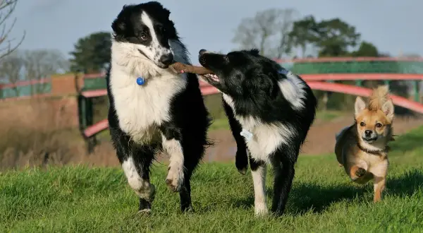 Dwa border collie walczą o patyk, a mały piesek biegnie obok. Może to właśnie ten najdłużej żyjący pies?