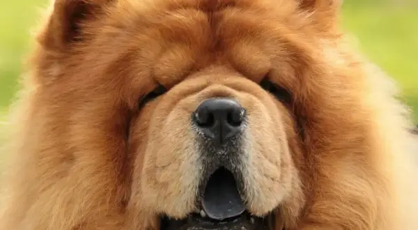 Puszysty pies rasy chow chow z otwartym pyskiem. Zastanawiasz się nad chow chow cena?