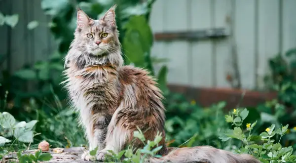 Majestatyczny maine coon najwiekszy, z bujnym futrem i przenikliwym spojrzeniem, siedzi wśród zieleni.