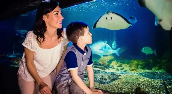 Odkryj fascynujący świat w oceanarium Londyn – atrakcje i porady