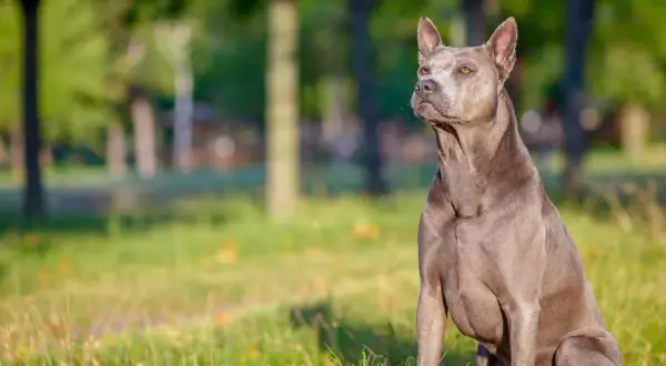 Szlachetny pies rasy thai ridgeback, siedzący na trawie. Zastanawiasz się nad thai ridgeback cena?