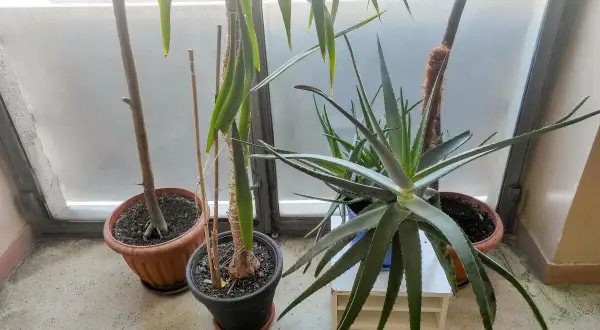Rośliny doniczkowe, w tym aloes, stoją przy oknie. Czy aloes jest trujący dla kota? Nie, aloes jest bezpieczny dla kotów, choć może powodować lekkie problemy żołądkowe.