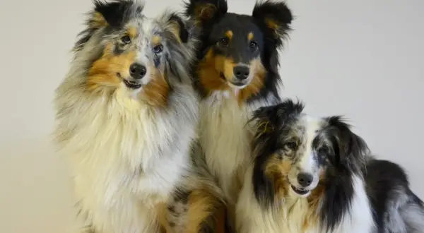 Trzy urocze psy rasy szkocki pies, w tym jeden w umaszczeniu blue merle, siedzą obok siebie, prezentując swoje piękne, długie futro.