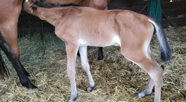 Nowy źrebak pije mleko od matki. To piękny widok odbierania porodów koni.